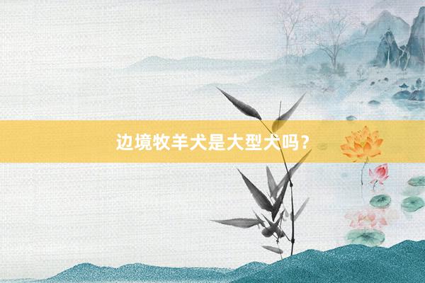 边境牧羊犬是大型犬吗？